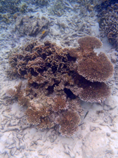 ปะการัง-เกาะนางยวน-20